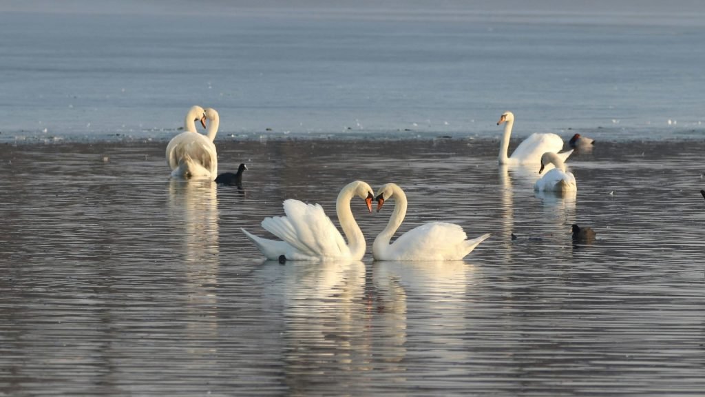 romantic love between animals